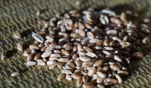 Пшеница для проращивания в Красноярске 001-12.jpg